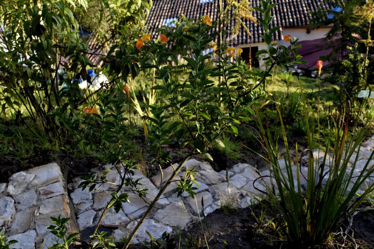 Bed and Breakfast El Pedregal Сопо Екстер'єр фото